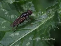 Kleine rode bladloper [Xylota tarda]